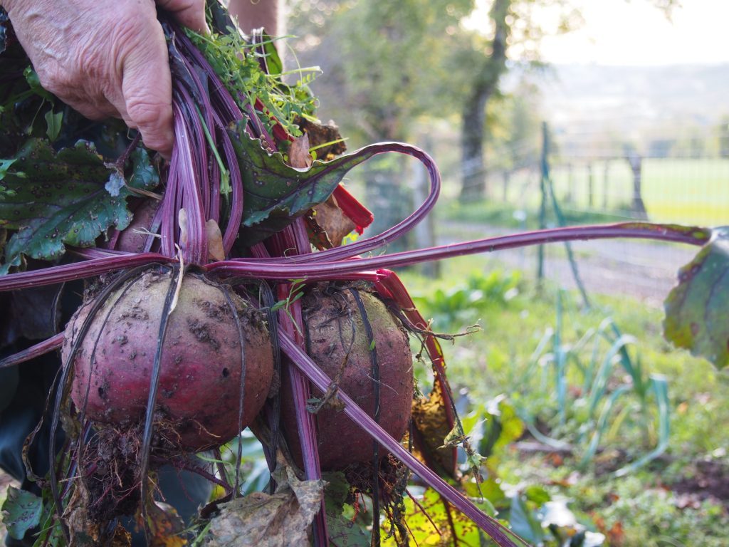 The beet harvest in Aveyron