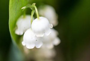 Le muguet est offert le premier mai à l'occasion de la fête du travail CC BY-SA 3.0 : DarwIn