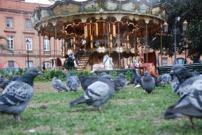 Des pigeons envahissent la place Wilson à Toulouse.Crédit photo : Meïssa Hadjeb